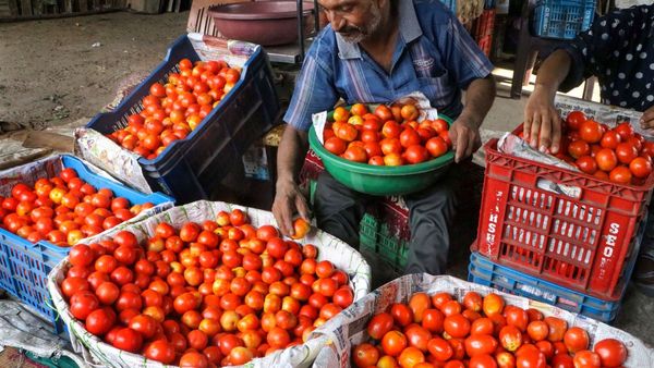 ಟೊಮೆಟೊ ದರ ಏರಿಕೆ: ಸೂರತ್‌ನಲ್ಲಿ 150 ಕೆಜಿ ಟೊಮೆಟೊ ಕಳ್ಳತನ ಮಾಡಿದ್ದ ವ್ಯಕ್ತಿ ಬಂಧನ