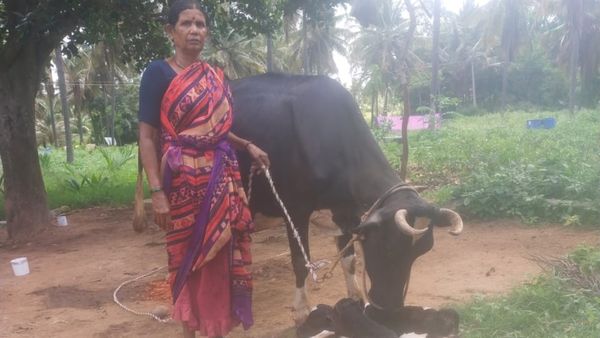 ಅಬ್ಬಬ್ಬಾ..! ಒಂದಲ್ಲ..ಎರಡಲ್ಲ ಬರೋಬ್ಬರಿ ನಾಲ್ಕು ಕರುಗಳಿಗೆ ಜನ್ಮ ನೀಡಿದ ಹಸು!