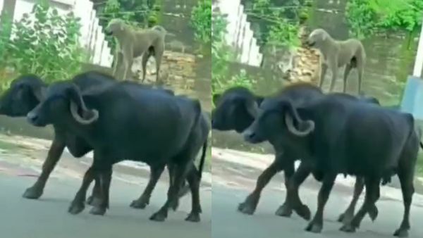 'ಯಾರೇ ಕೂಗಾಡಲಿ.. ಊರೇ ಹೋರಾಡಲಿ..' ಎಮ್ಮೆ ಮೇಲೆ ನಾಯಿ ಸವಾರಿ!