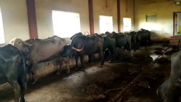 ವಿದ್ಯುತ್‌ ಅವಘಡ: ಹೊತ್ತಿ ಉರಿದ ಕೊಟ್ಟಿಗೆ, ಹತ್ತಕ್ಕೂ ಹೆಚ್ಚು ಜಾನುವಾರುಗಳು ಸಜೀವ ದಹನ