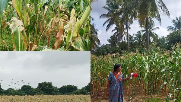 ದಾವಣಗೆರೆ: ರೈತರ ಕರುಳು ಹಿಂಡುತ್ತಿರುವ ಗಿಳಿಗಳ ಹಿಂಡು, ಪಾಪ್ ಕಾರ್ನ್ ಮೆಕ್ಕೆಜೋಳ ಬೆಳೆದವರ ಪಾಡಂತೂ..