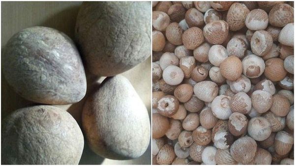 Arecanut And Copra Price: ಸ್ಥಿರತೆ ಕಾಯ್ದುಕೊಂಡ ಅಡಿಕೆ ಮತ್ತು ಕೊಬ್ಬರಿ ಧಾರಣೆ 