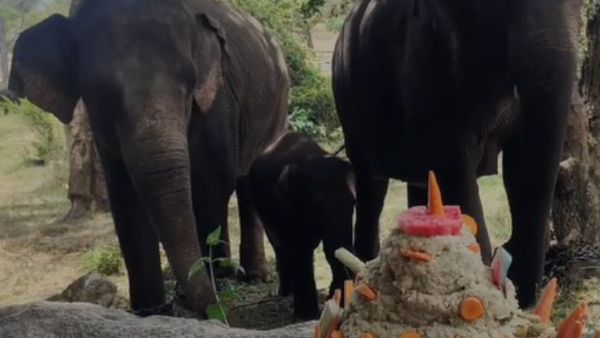 ಬನ್ನೇರುಘಟ್ಟದಲ್ಲಿ ಆನೆಮರಿ ಹುಟ್ಟುಹಬ್ಬ: ಫ್ರುಟ್ಸ್‌ ಕೇಕ್‌ ಕತ್ತರಿಸಿ ಸಂಭ್ರಮಿಸಿದ 'ಓಂ ಗಂಗಾ'