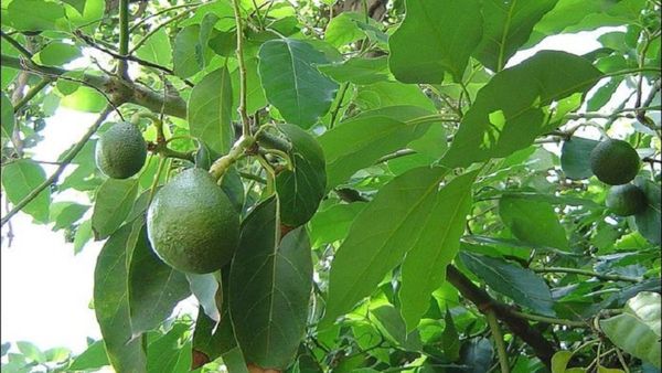 ಬೆಣ್ಣೆ ಹಣ್ಣು ಕೃಷಿಗೆ ತೋಟಗಾರಿಕಾ ಇಲಾಖೆ ಪ್ರೋತ್ಸಾಹ: ರೈತರು ತಿಳಿಯಲೇಬೇಕಾದ ಅಂಶಗಳು ಇಲ್ಲಿವೆ