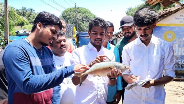 ಕಾರವಾರದ ಅರಬ್ಬೀ ಸಮುದ್ರದಲ್ಲಿ ಬೆಲೆಗೆ ಬಿದ್ದ ಬೃಹತ್ ಗಾತ್ರದ ಬಂಗುಡೆ ಮೀನು, ತೂಕ ಎಷ್ಟು ಗೊತ್ತಾ?, ಇಲ್ಲಿದೆ ವಿವರ