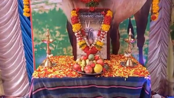 ಕರ್ನಾಟಕದಲ್ಲಿ ಪ್ರಾಣ ಬಿಟ್ಟ ತಮಿಳುನಾಡಿನ 'ಸಂಪಂಗೆರೆ ರಣಬೇಟೆಗಾರ': ಹೋರಿ ಪುಣ್ಯಸ್ಮರಣೆಗೆ ರಕ್ತದಾನ, ಅನ್ನದಾನ