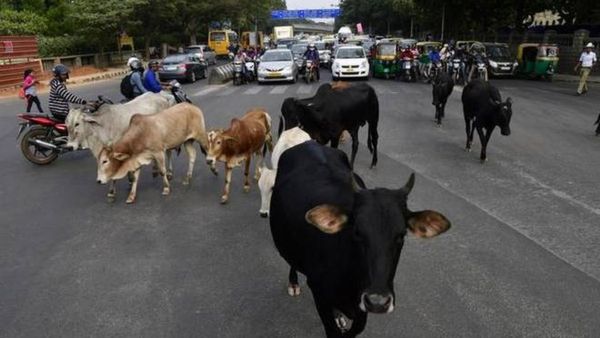 BBMP: ಐದೇ ವರ್ಷಗಳಲ್ಲಿ ಬಿಡಾಡಿ ದನಗಳ ಮಾಲೀಕರಿಂದ ಲಕ್ಷಾಂತರ ಹಣ ಸಂಗ್ರಹ