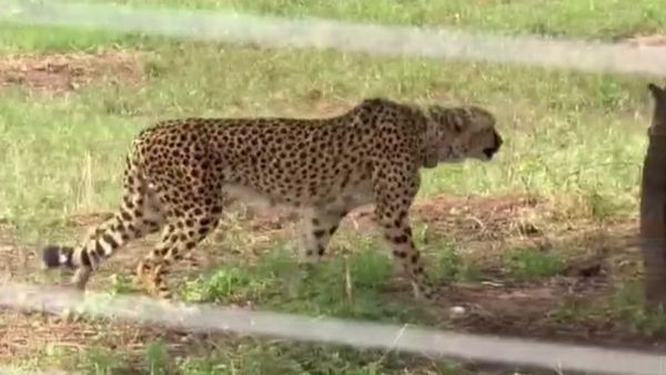 ಮುಂದುವರೆದ ಚಿರತೆಗಳ ಸಾವು: ಕುನೋ ರಾಷ್ಟ್ರೀಯ ಉದ್ಯಾನವನದಲ್ಲಿ ಹೆಣ್ಣು ಚಿರತೆ ಶವವಾಗಿ ಪತ್ತೆ