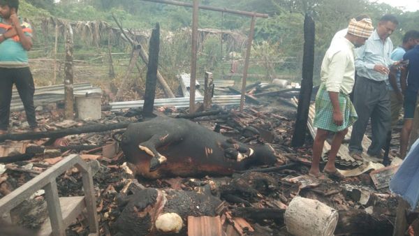 ಗ್ಯಾಸ್ ಸಿಲಿಂಡರ್‌ ಸ್ಫೋಟ : ಬಾಣೂರು ಗ್ರಾಮದಲ್ಲಿ ಎರಡು ಹಸು, ಒಂದು ಕುರಿ ಸಜೀವ ದಹನ