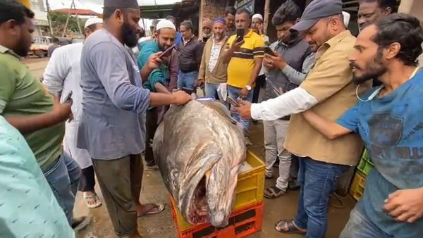 ಚಿಕ್ಕಮಗಳೂರಿಗೆ ಬಂದ 340 ಕೆ.ಜಿ. ತೂಕದ ಬೃಹತ್ ಸಮುದ್ರ ಮೀನು, ಖರೀದಿಗೆ ಮುಗಿಬಿದ್ದ ಜನ