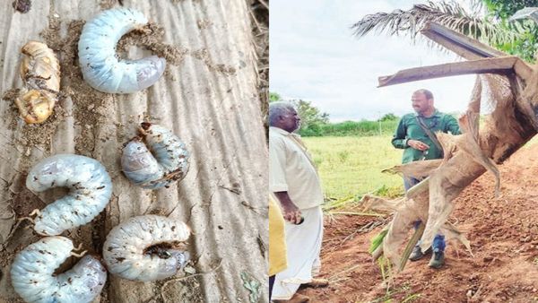 ಮೈಸೂರು: ಕೆಂಪುಮೂತಿ ಹುಳದ ಕಾಟಕ್ಕೆ ಸೊರಗುತ್ತಿವೆ ತೆಂಗಿನ ಮರಗಳು, ಇದನ್ನು ನಿಯಂತ್ರಿಸುವ ವಿಧಾನಗಳನ್ನು ತಿಳಿಯಿರಿ