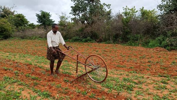ಗಗನಕ್ಕೇರಿದ ಕೂಲಿ ದರ: ರೈತರ ಕೃಷಿ ಕಾರ್ಯಗಳಿಗೆ ವರವಾದ ಸೈಕಲ್ ಗಾಲಿ ಎಡೆಕುಂಟೆ