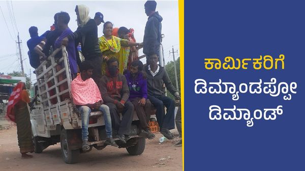ರಾಯಚೂರು: ಹತ್ತಿ ಬೆಳೆಯ ಕಳೆ ತೆಗೆಯುವ ಕೂಲಿ ಕಾರ್ಮಿಕರಿಗೆ ಫುಲ್‌ ಡಿಮ್ಯಾಂಡ್