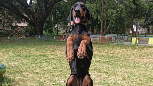 ಒಸಾಮಾ ಬಿನ್ ಲಾಡೆನ್ ಸಂಹಾರಕ್ಕೆ ಬಳಸಿದ್ದ ಶ್ವಾನದ ತಳಿ ಈಗ ದಾವಣಗೆರೆಯಲ್ಲಿ: ಇದರ ವಿಶೇಷತೆಗಳು ಏನು ಗೊತ್ತಾ?, ಇಲ್ಲಿದೆ ವಿವರ
