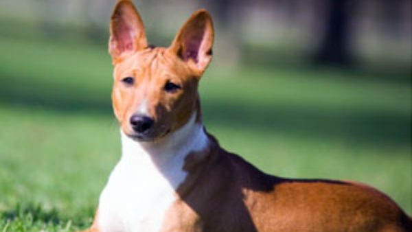 ನಾಯಿಗಳಿಗಾಗಿ ನೆರೆಹೊರೆಯವರ ಕಾದಾಟ: ಗುಂಡು ಹಾರಿಸಿ ಮಾಲೀಕನನ್ನು ಕೊಂದ ಶ್ವಾನಪ್ರಿಯ!