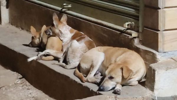 ದಾವಣಗೆರೆಯಲ್ಲಿ ರೇಬಿಸ್ ಸೋಂಕಿತ ನಾಯಿಗಳು ಪತ್ತೆ ವದಂತಿ: ಇಲ್ಲಿದೆ ಸ್ಪಷ್ಟನೆ