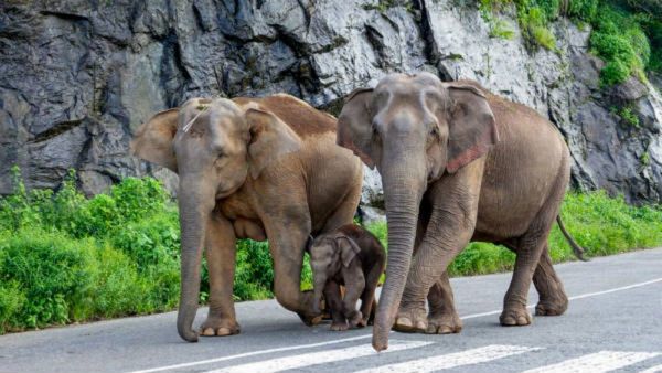 Elephant Census 2023: ದೇಶದಲ್ಲೇ ಅತ್ಯಧಿಕ ಆನೆಗಳನ್ನು ಹೊಂದಿದ ಕರ್ನಾಟಕ, ಎಲ್ಲೆಲ್ಲಿ ಎಷ್ಟು?, ವಿಭಾಗವಾರು ಮಾಹಿತಿ ಇಲ್ಲಿದೆ