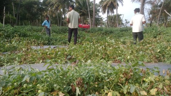 ರೈತನ ಕನಸಿಗೆ ತಣ್ಣೀರೆರಚಿದ ಗಜಪಡೆ: ಟೊಮೆಟೊ ಬೆಳೆ ನೆಲಸಮ ಮಾಡಿದ ಕಾಡಾನೆ