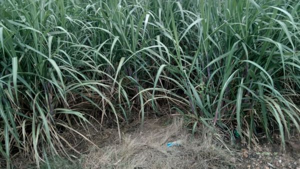 ವಿವಿಧ ಸಂಕಷ್ಟ: ಭತ್ತದ ಬದಲಿಗೆ ಕಬ್ಬು ಬೆಳಯುವತ್ತ ದೇವದುರ್ಗ ರೈತರ ಚಿತ್ತ