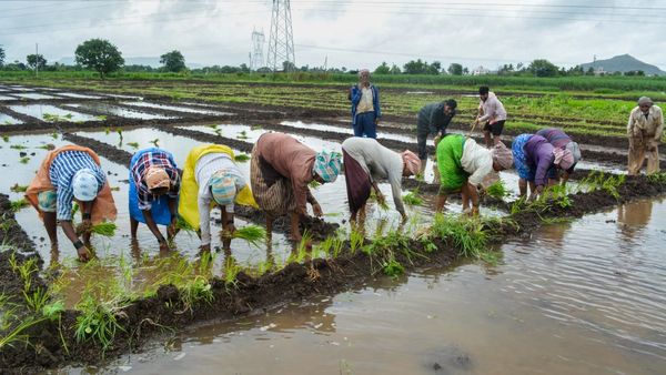 Karnataka Rain: ಕಾವೇರಿ ತವರಲ್ಲಿ ಮಳೆ ಕೊರತೆ, ಭತ್ತಕ್ಕೆ ಹಿನ್ನಡೆ!