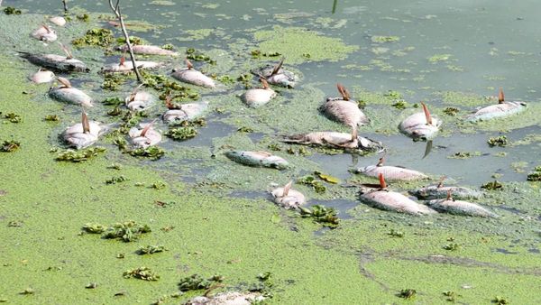 ಮೈಸೂರಿನ ಲಿಂಗಾಂಬುಧಿ ಕೆರೆಯಲ್ಲಿ ಸಾವಿರಾರು ಮೀನುಗಳ ಮಾರಣ ಹೋಮ, ಹಲವು ಅನುಮಾನಗಳು ವ್ಯಕ್ತ