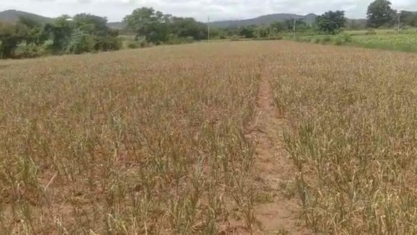 ಗುಂಡ್ಲುಪೇಟೆ: ಕಳೆ ನಾಶಕ ಸಿಂಪಡಿಸಿ ಒಂದೂವರೇ ಹೆಕ್ಟೇರ್‌ ಬೆಳ್ಳುಳ್ಳಿ ಬೆಳೆ ನಾಶ ಮಾಡಿದ ಕಿಡಿಗೇಡಿಗಳು