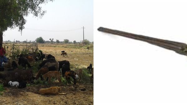 ಆತ್ಮರಕ್ಷಣೆಗೆ ಬಂದೂಕು ಕೊಡಿ: ಸಿಎಂ ಸಿದ್ದರಾಮಯ್ಯಗೆ ರಾಯಚೂರು ಜಿಲ್ಲೆ ಕುರಿಗಾರರ ಮನವಿ