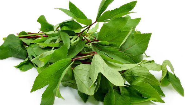 Gongura Leaves Benefits: ಸೋರ್ರೆಲ್ ಸೋಪ್ಪಿನ ಪ್ರಯೋಜನಗಳು ಗೊತ್ತಾದ್ರೆ ತಿನ್ನದವರು ತಿನ್ನೋಕೆ ಶುರು ಮಾಡ್ತಾರೆ!