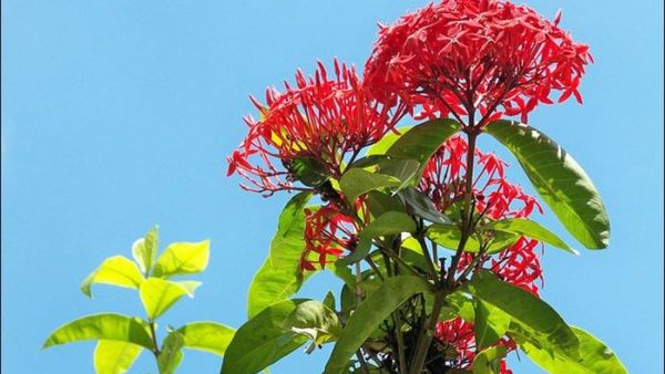 ಮನೆಗೆ ಶ್ರೇಯಸ್ಸು ತರುವ, ಶಿವನಿಗೂ ಪ್ರಿಯವಾದ ಕೇಪಳ ಪುಷ್ಪದ ಬಗ್ಗೆ ನಿಮಗೆಷ್ಟು ಗೊತ್ತು?