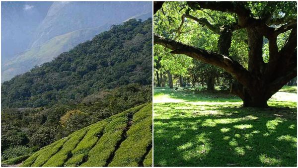 ಬೆಂಗಳೂರಿನಲ್ಲೇ ಮಿನಿ ಪಶ್ಚಿಮ ಘಟ್ಟ ನಿರ್ಮಾಣ! ಎಲ್ಲಿ ತಿಳಿಯಿರಿ