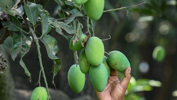 ಮಾವಿನ ಗಿಡಗಳ ಆರೈಕೆ; ರೈತರಿಗೆ ಸಲಹೆಗಳು