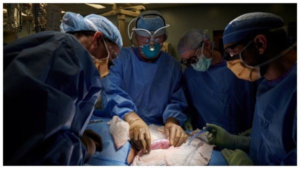 ವೈದ್ಯಕೀಯಲೋಕದಲ್ಲಿ ಮತ್ತೊಂದು ಸಾಧನೆ: ಮಾನವ ದೇಹದಲ್ಲಿ ಹಂದಿಯ ಮೂತ್ರಪಿಂಡದ ಯಶಸ್ವಿ ಕಾರ್ಯ!