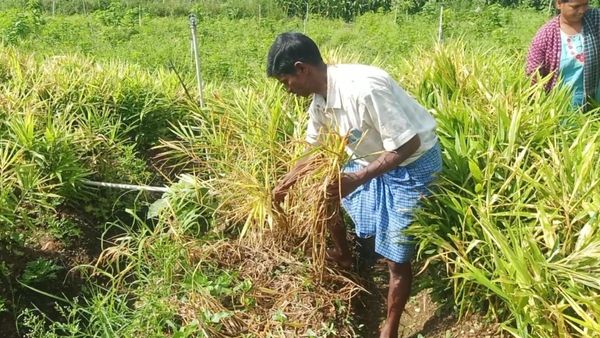 ಕದಾಳು ಗ್ರಾಮದಲ್ಲಿ ಎರಡು ಹೆಕ್ಟೇರ್‌ ಶುಂಠಿ ಬೆಳೆ ನಾಶ ಮಾಡಿದ ಕಿಡಿಗೇಡಿಗಳು, ಕಣ್ಣೀರಿಟ್ಟ ರೈತ ಸಹೋದರರು