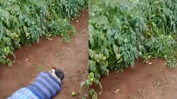 ಕೆಬ್ಬೇಪುರ ಗ್ರಾಮದಲ್ಲಿ ಎರಡು ಹೆಕ್ಟೇರ್‌ ಟೊಮೆಟೊ ಬೆಳೆ ನಾಶ ಮಾಡಿದ ಕಿಡಿಗೇಡಿಗಳು, ಅನ್ನದಾತ ಕಣ್ಣೀರು