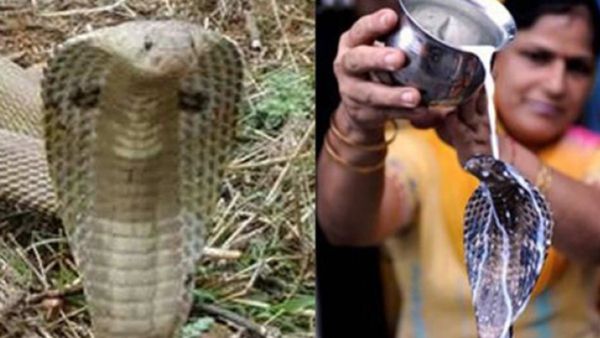 Naga panchami 2023: ನಾಗ ದೇವರನ್ನು ಏಕೆ ಪೂಜಿಸಲಾಗುತ್ತದೆ? ಇದರ ಹಿಂದಿನ ಕಥೆ ಏನು?