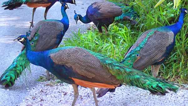 ಬಾ ನೋಡು ಗೆಳತಿ, ನವಿಲು ಹಾರುತ್ತಿದೆ...: ಅಪರೂಪದ ವಿಡಿಯೋ ವೈರಲ್