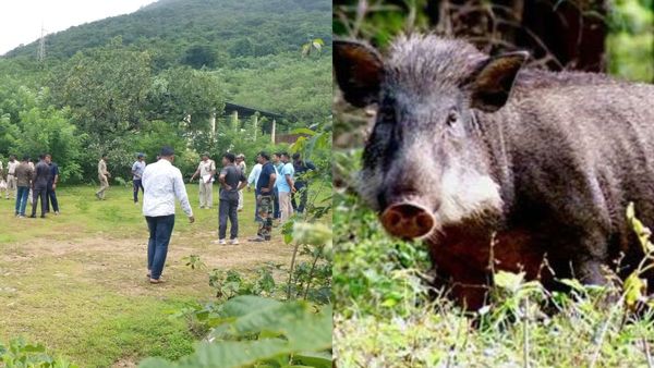 ಕಾರವಾರ: ನಾಡಬಾಂಬ್ ಸ್ಫೋಟಿಸಿ ಕಾಡುಹಂದಿಯ ಹತ್ಯೆ, ಮಂಗಳೂರಿನಿಂದ ಬಾಂಬ್ ನಿಷ್ಕ್ರಿಯ ದಳ ಆಗಮನ