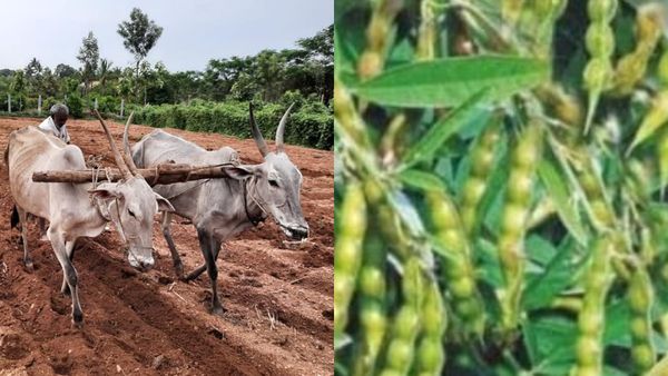 ತೊಗರಿ ಬೆಳೆ; ಇಳುವರಿ ಹೆಚ್ಚಿಸಲು ರೈತರಿಗೆ ಸಲಹೆಗಳು 