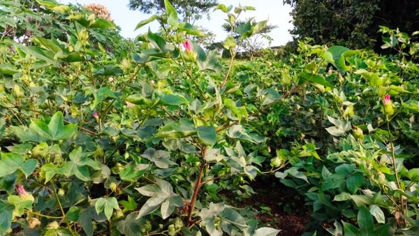 ಕೈ ಕೊಟ್ಟ ಮುಂಗಾರು: ಮೈಸೂರು ಜಿಲ್ಲೆಯಲ್ಲಿ ನೆಲಕಚ್ಚಿದ ಹತ್ತಿ, ಮುಸುಕಿನ ಜೋಳದ ಬೆಳೆ, ಆತಂಕದಲ್ಲಿ ಅನಾದಾತ