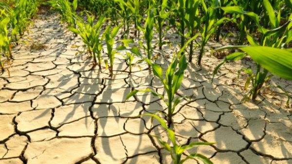 ಕರ್ನಾಟಕಕ್ಕೆ ಮಳೆ ಕೊರತೆ ಹಿನ್ನೆಲೆ ಮೂರನೇ ಒಂದು ಭಾಗದ ಕೃಷಿಗೆ ಹೊಡೆತ