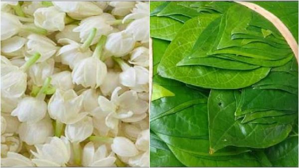 ಮತ್ತೆ ಘಮಘಮಿಸಲಿದೆಯಾ ಮೈಸೂರು ಮಲ್ಲಿಗೆ, ರಸಬಾಳೆ, ವೀಳ್ಯದೆಲೆ: ಪಾರಂಪರಿಕ ಬೆಳೆ ಉಳಿಸಲು ಸರ್ಕಾರ ಸಜ್ಜು