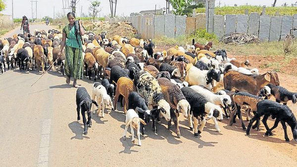 ಮಳೆ ಕೊರತೆಯಿಂದ ರಾಯಚರು ಜಿಲ್ಲೆಯಲ್ಲಿ ಕುರಿ, ಮೇಕೆಗಳಿಗೆ ಸಿಗುತ್ತಿಲ್ಲ ಮೇವು, ಆತಂಕದಲ್ಲಿ ಕುರಿಗಾಯಿಗಳು