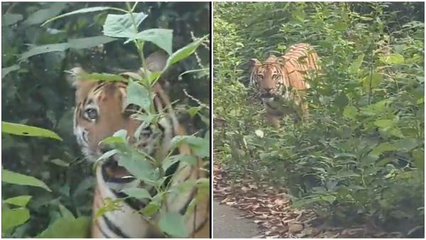 ಉತ್ತರ ಕನ್ನಡ: ಕೈಗಾ-ಯಲ್ಲಾಪುರ ರಸ್ತೆಯಲ್ಲಿ ಕಾಣಿಸಿಕೊಂಡ ಹುಲಿ: ಪ್ರತಿ ವರ್ಷ ಒಂದೇ ಕಡೆ ಕಾಣಿಸಿಕೊಳ್ಳುತ್ತೆ!