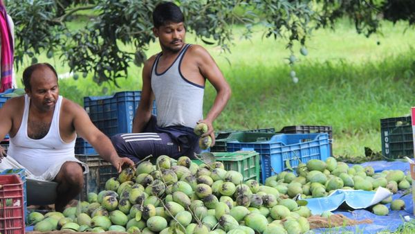ಮಾವಿನ ಕೊಯ್ಲು ಬಳಿಕ; ಗಿಡಗಳ ರಕ್ಷಣೆಗೆ ರೈತರಿಗೆ ಸಲಹೆಗಳು