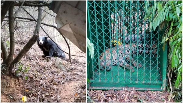 ತಿರುಮಲ ಪಾದಚಾರಿ ಮಾರ್ಗದಲ್ಲಿ ಕರಡಿ ಪ್ರತ್ಯಕ್ಷ: ಹಣ್ಣುಗಳ ಮಾರಾಟ ನಿಷೇಧ, ಸುರಕ್ಷತೆಗೆ ಕ್ರಮ