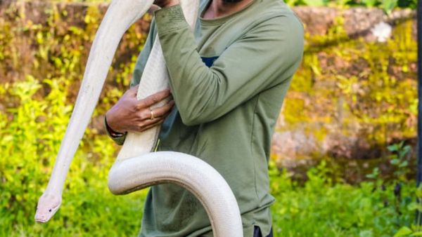 ಕುಮಟಾದಲ್ಲಿ ದೇಶದ ಅತಿದೊಡ್ಡ ಬಿಳಿ ಹೆಬ್ಬಾವು ಪ್ರತ್ಯಕ್ಷ: 2ನೇ ಬಾರಿ ಬಳಿ ಹೆಬ್ಬಾವು ಕಂಡು ಹೌಹಾರಿದ ಜನ