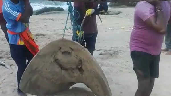 ಮಂಗಳೂರು: ಬಲೆಗೆ ಬಿದ್ದ 75 ಕೆ.ಜಿ. ತೂಕದ ಬೃಹತ್‌ ಮೀನು, ಇದರ ಮೌಲ್ಯ ಎಷ್ಟು ಗೊತ್ತಾ?