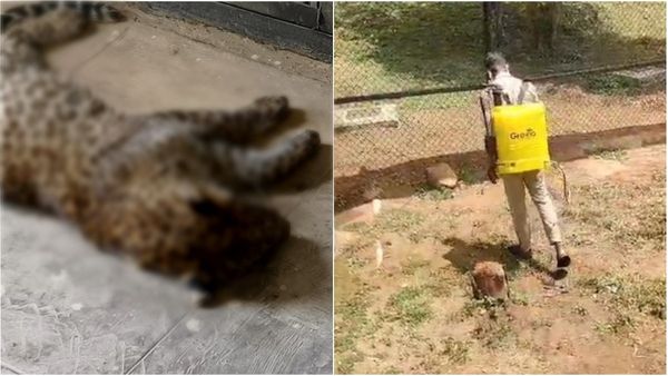 ಬನ್ನೇರುಘಟ್ಟ ಜೈವಿಕ ಉದ್ಯಾನವನದಲ್ಲಿ 7 ಚಿರತೆ 13 ಜಿಂಕೆಗಳ ಸಾವು: ಕಾರಣವೇನು..?