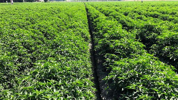 ಬಳ್ಳಾರಿ; ಮೆಣಸಿನಕಾಯಿ ಬದಲು ಪರ್ಯಾಯ ಬೆಳೆ ಬೆಳೆಯಿರಿ