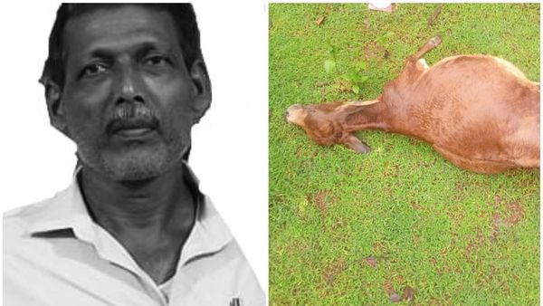 ಮೇಯಲು ಬಂದ ಹಸುಗಳ ಮೇಲೆ ಗುಂಡು ಹಾರಿಸಿದ ನಿರ್ದಯಿ: ನಾಲ್ಕು ಗೋವುಗಳ ದುರ್ಮರಣ